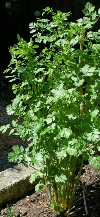 Organically Grown Cilantro Seed 100+