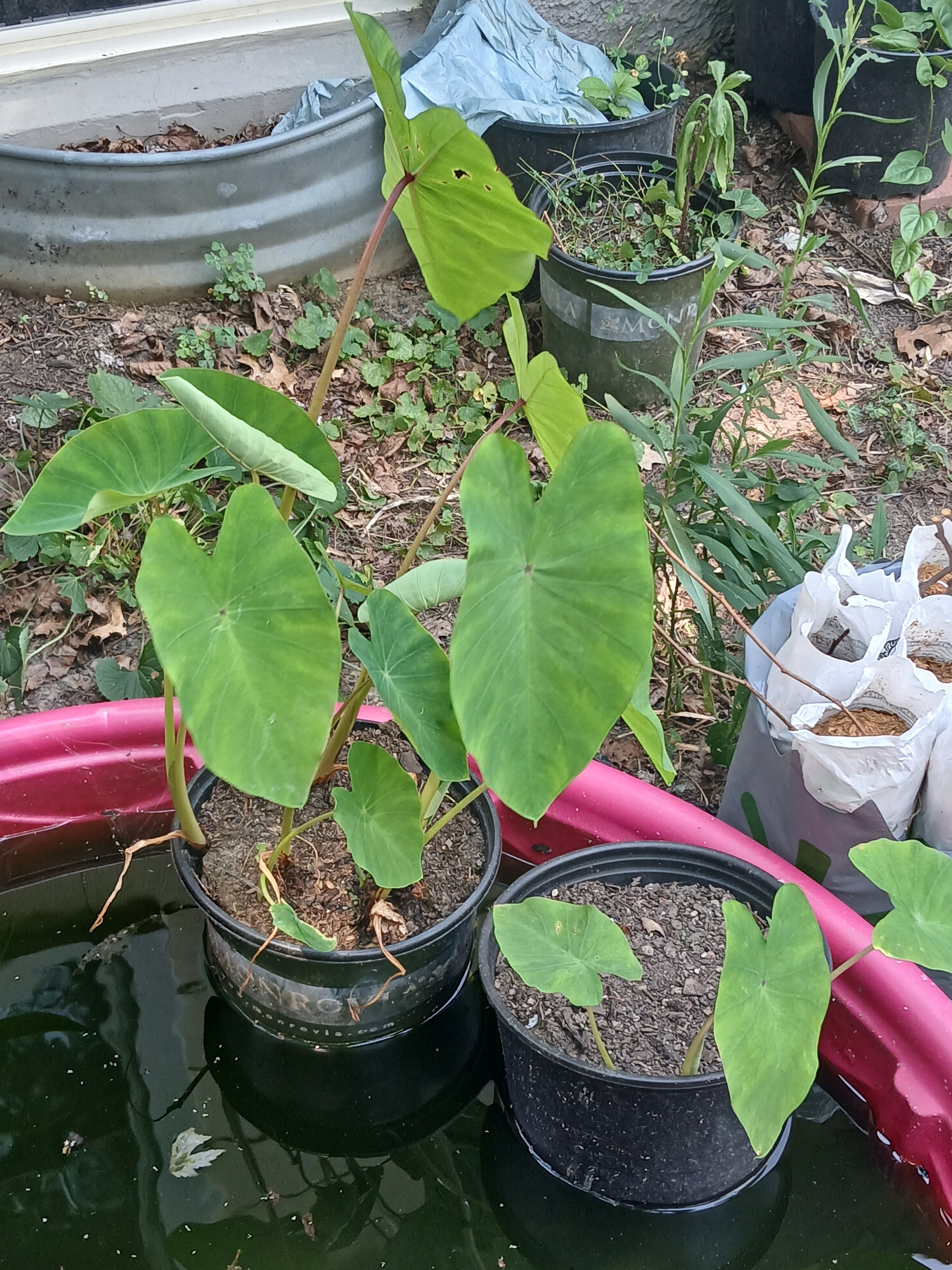 Free: Mixed Elephant Ear Tubers