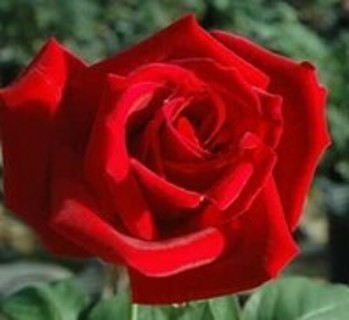 Red Rose #6