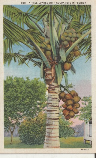 Vintage Unused Postcard: gin: Coconut Tree in Florida