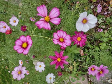 25 dark and light pink Cosmos flower seeds that attract butterflies