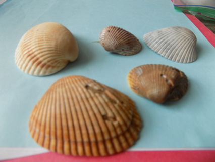 Five fan shaped sea shells for crafting