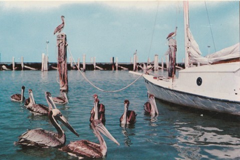 Vintage Unused Postcard: t: Pelicans