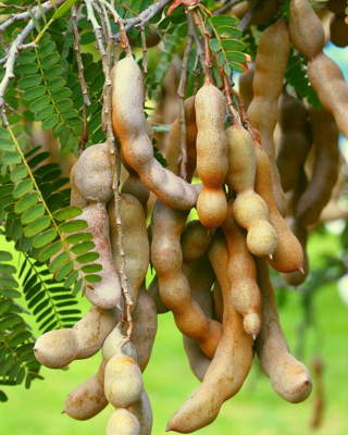 Sweet Tamarind - 5 +Seeds