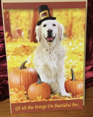 Pilgrim Dog Thanksgiving Card