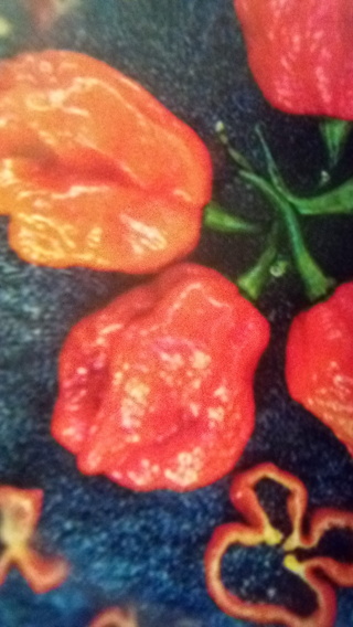 Sweet Moruga , Pepper , Heirloom 8 seeds