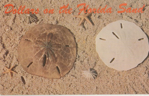 Vintage Unused Postcard: u: Florida Sand Dollars