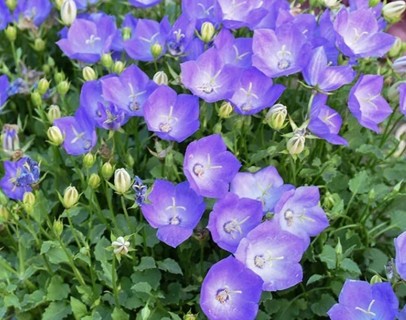 Blue Bells