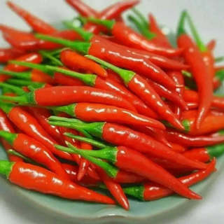 African Devil Heat 150 seeds Thai Chili Pepper