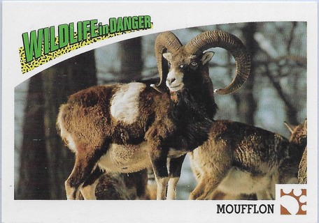 1992 Panini Wildlife in Danger #14 Moufflon