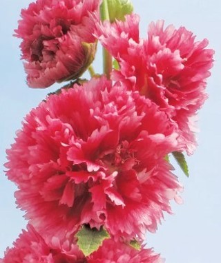 Pink Hollyhock