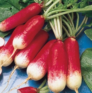 French Breakfast Radish,