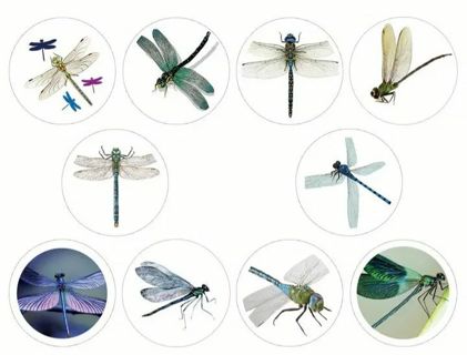 ↗️NEW⭕(10) 1" BEAUTIFUL DRAGONFLY STICKERS!! (SET 5 of 5)⭕