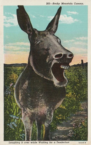 Vintage Used Postcard: d: Rocky Mountain Canary