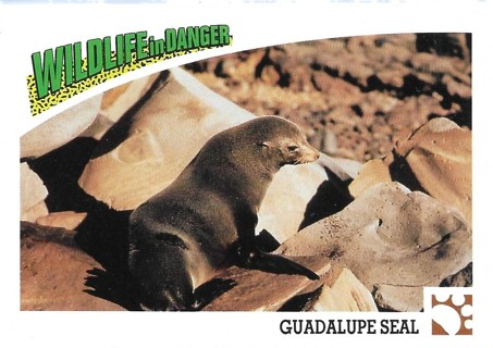 1992 Wildlife in Danger #33 Guadalupe Fur Seal