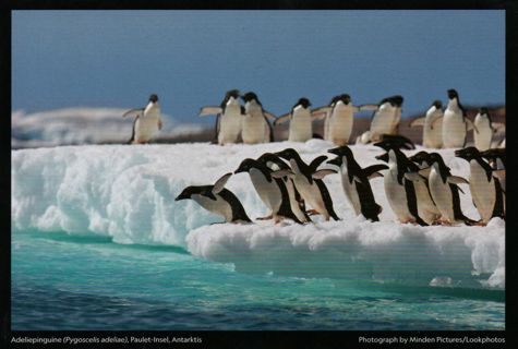  Postcard - Magic nature - penguins 