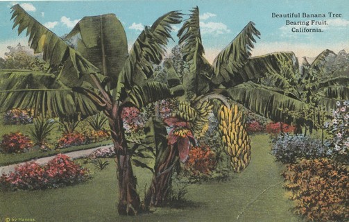 Vintage Unused Postcard: e: Banana Trees, CA