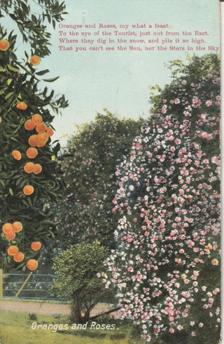 Vintage Unused Postcard: Pre Linen: d: Oranges & Roses