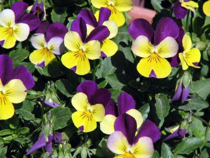 100 seeds of Johnny Jump Up violas winterhardy in zone 7 organically grown