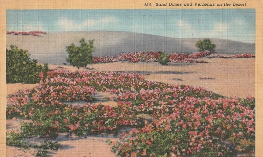 Vintage Used Postcard: t: 1946 Desert