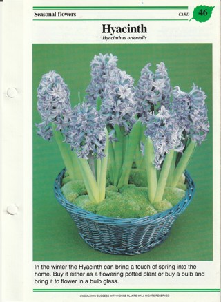 Success with Plants Leaflet: Hyacinth