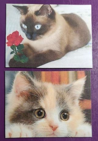 Cat Magnets