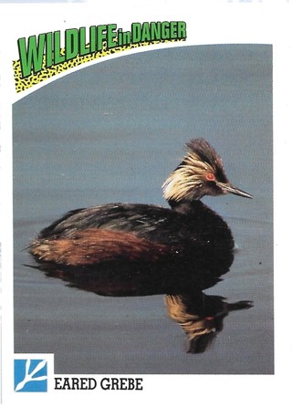  1992 Panini Wildlife in Danger #63 Eared Grebe