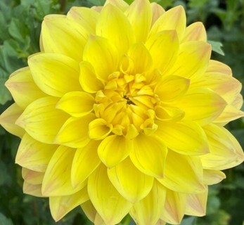 Yellow Dahlia