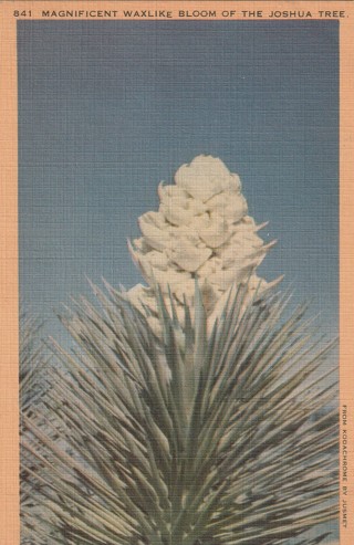 Vintage Unused Postcard: k: Waxlike Bloom of the Joshua Tree