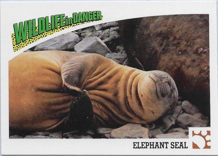 1992 Panini Wildlife in Danger #32 Elephant Seal