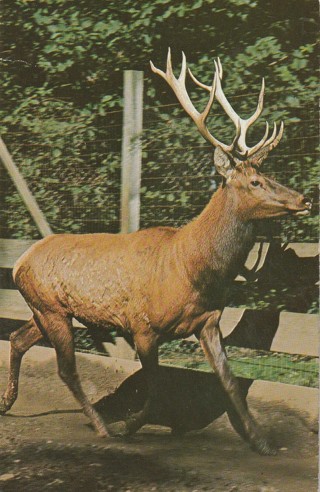Vintage Unused Postcard: d: Elk in Animal Lake, Conneaut Lake Park, PA