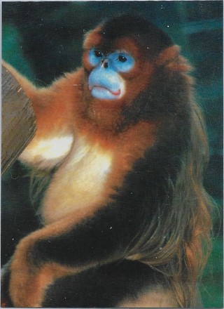 1993 Cardz World Famous San Diego Zoo #1 Golden Monkey