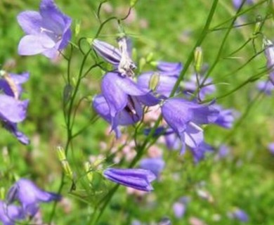 Harebell Bluebell Flower