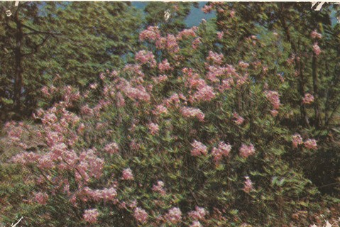 Vintage Unused Postcard: j: Flowers in the Ozarks