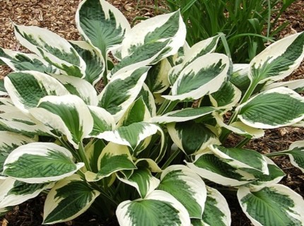 Yellow Edged Hosta