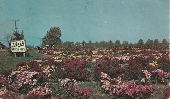 Vintage Used Postcard: (g): Garden of Chrysanthemums, Saginaw, MI