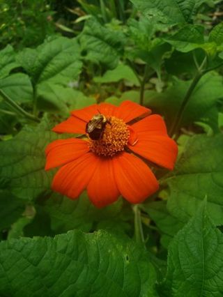 Mexican sunflower Seeds