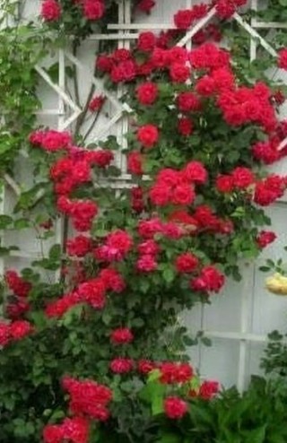 Rose Red Climber