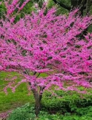 Western Redbud