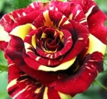 Dark Red or Burgundy Osiria Rose