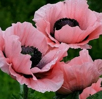 Pink Poppies