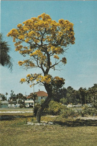 Vintage Unused Postcard: b: Golden Tree, Sarasota, FL