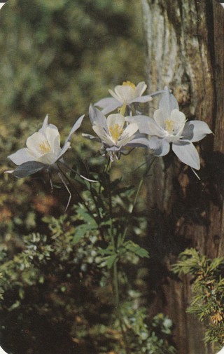 Vintage Unused Postcard: a: Mountain Columbine