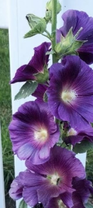 Dark Purple Hollyhock