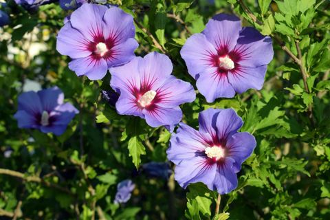 rose of sharon seeds