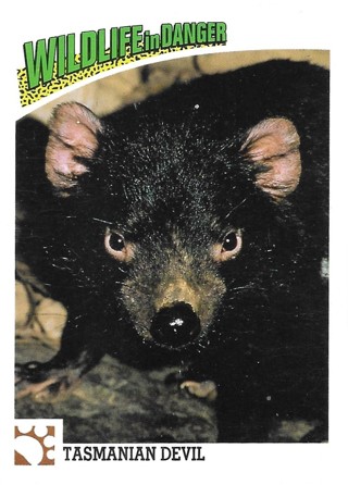  1992 Panini Wildlife in Danger #18 Tasmanian Devil