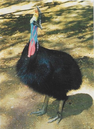 1993 World Famous San Diego Zoo #68 Cassowary