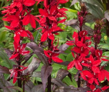 Cardinal Flower