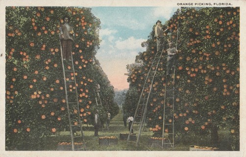 Vintage Unused Postcard: gin: Orange Picking in Florida