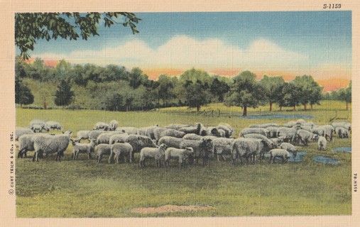 Vintage Unused Postcard: c: SHeep Herd